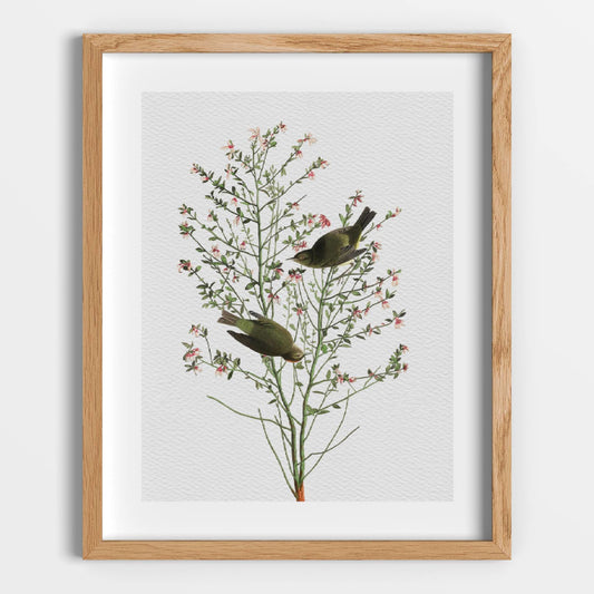 Orange-Crowned Warbler Printable Poster - bonosensu