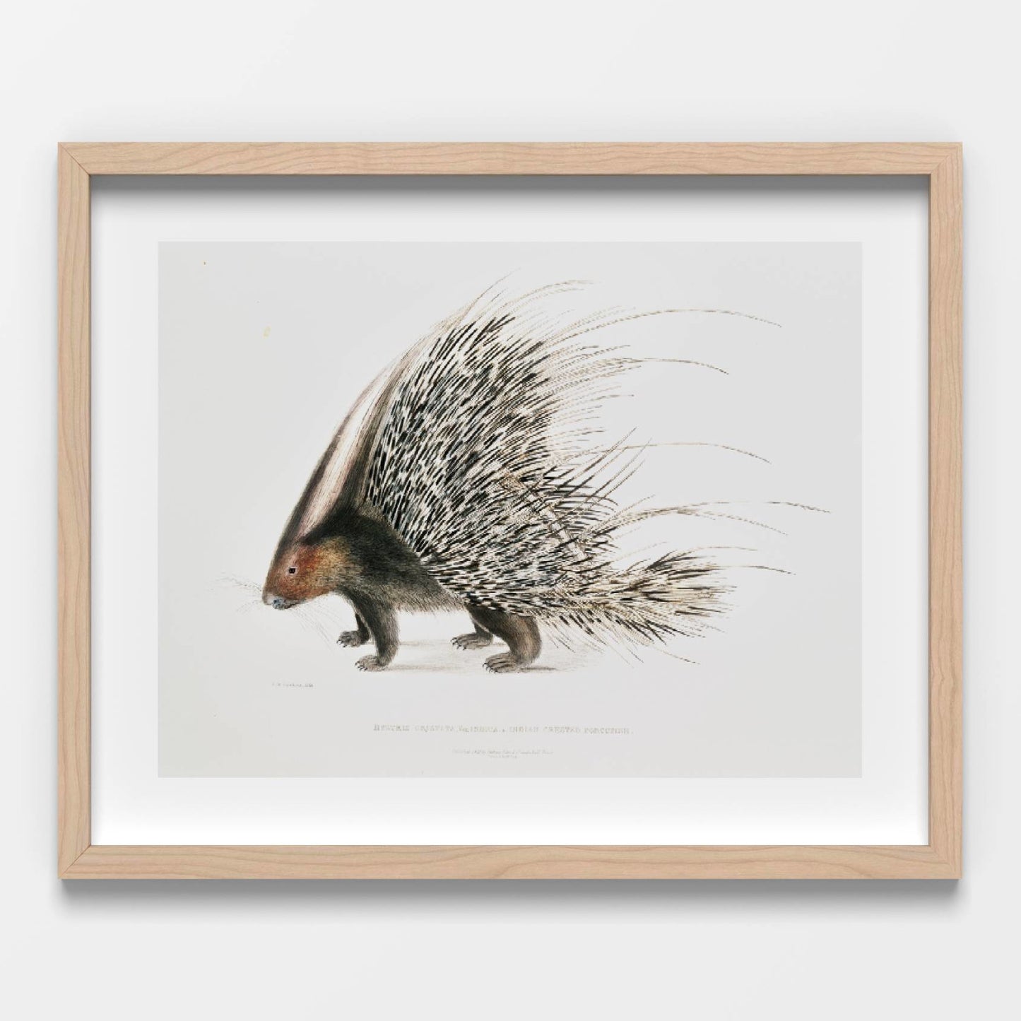 Porcupine Printable Poster - bonosensu
