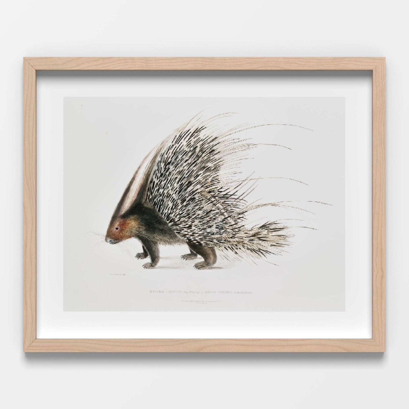 Porcupine Printable Poster - bonosensu