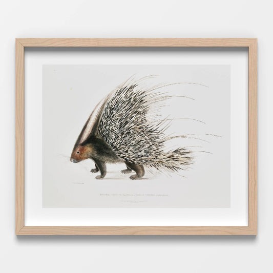 Porcupine Printable Poster - bonosensu
