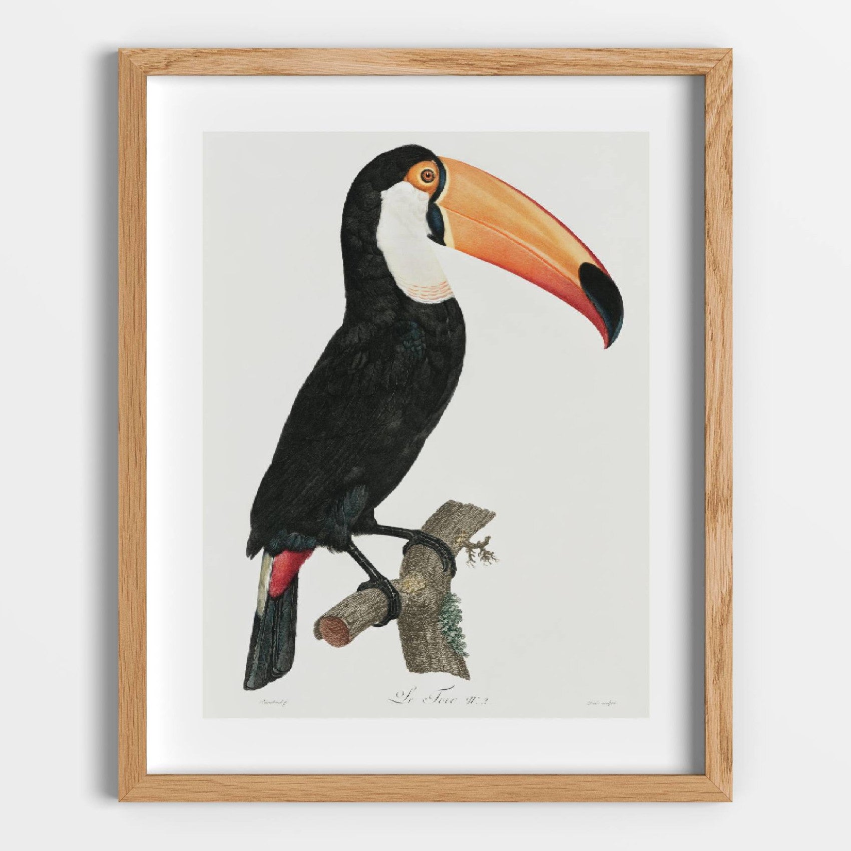 Toco Toucan Printable Poster - bonosensu