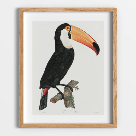 Toco Toucan Printable Poster - bonosensu