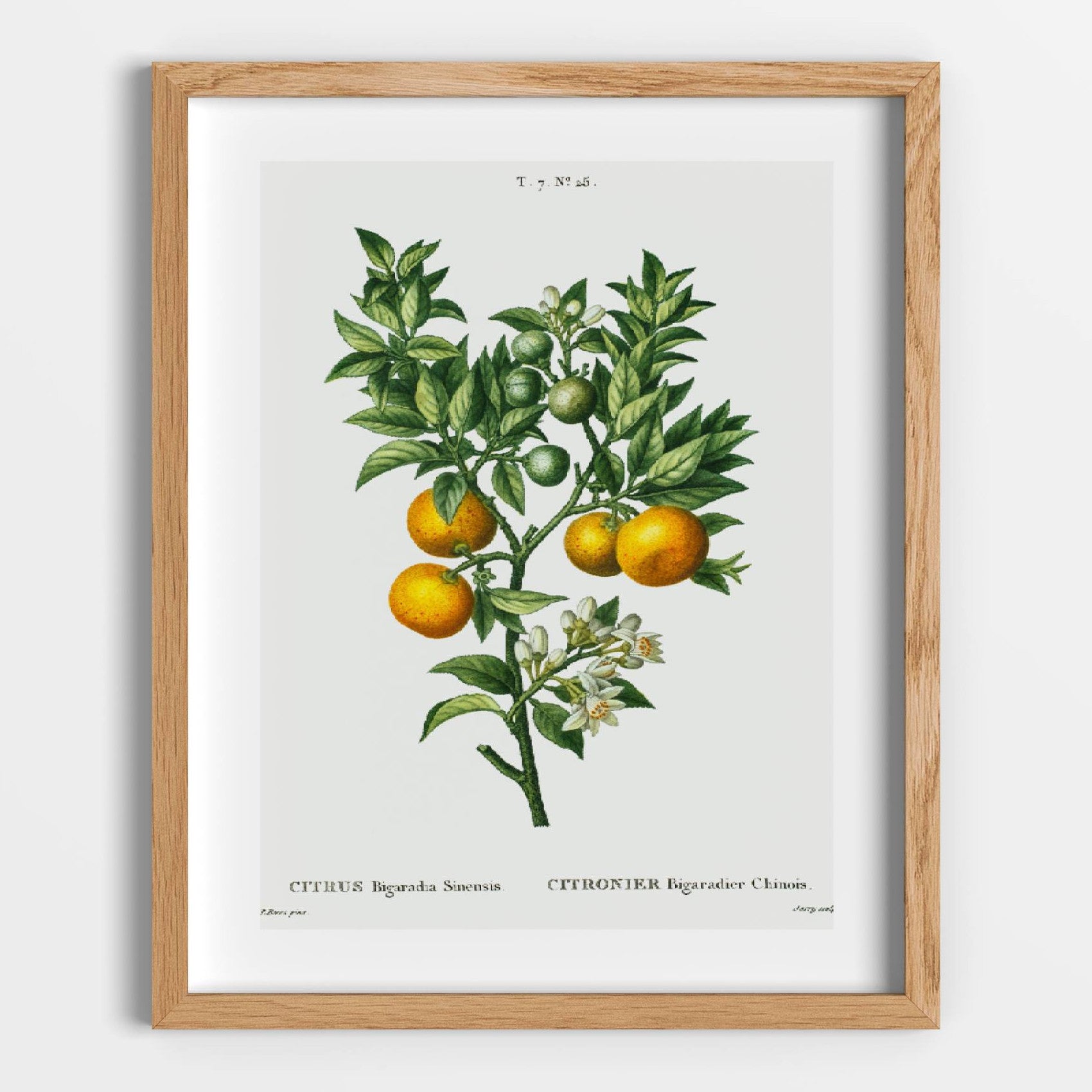 Oranges on a Branch Printable Poster - bonosensu