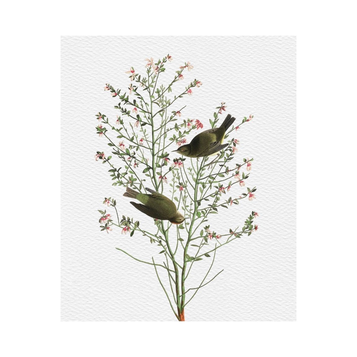 Orange-Crowned Warbler Printable Poster - bonosensu