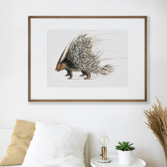 Porcupine Printable Poster - bonosensu