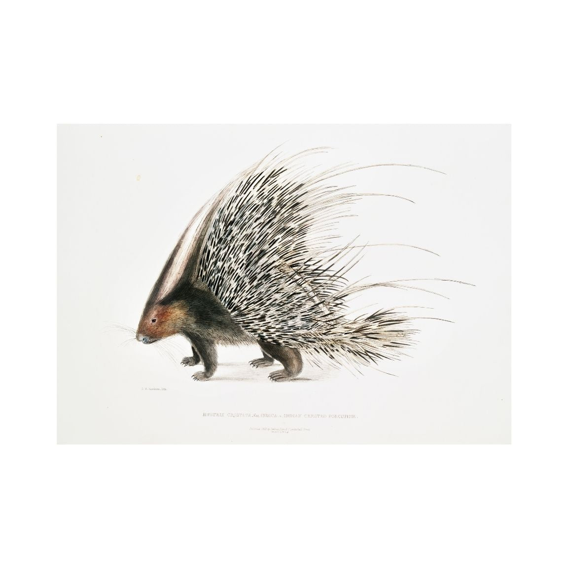 Porcupine Printable Poster - bonosensu