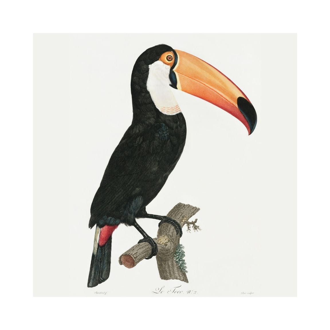 Toco Toucan Printable Poster - bonosensu