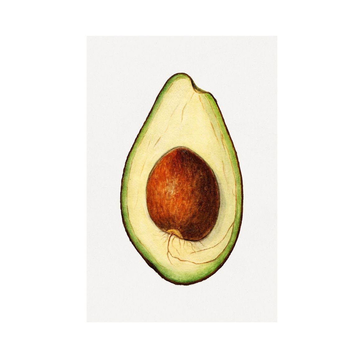 Avocado Printable Poster - bonosensu