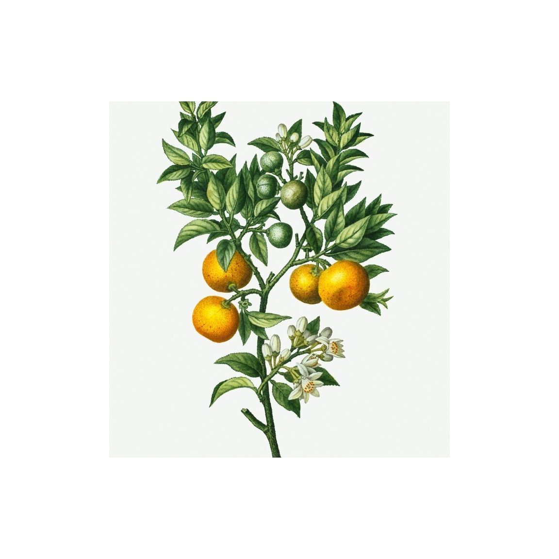 Oranges on a Branch Printable Poster - bonosensu