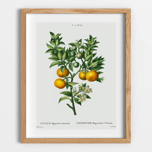 Oranges on a Branch Printable Poster - bonosensu